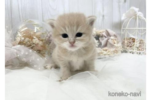 成約済の大阪府のサイベリアン-45891の13枚目